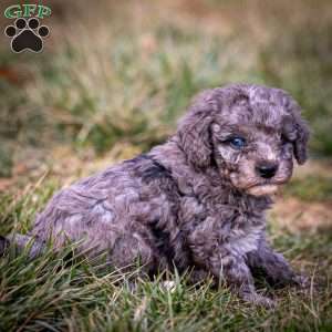 Arrendelle, Cavapoo Puppy