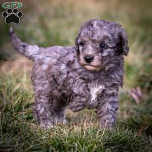 Arrendelle, Cavapoo Puppy