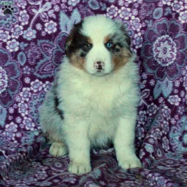 Arthur, Australian Shepherd Puppy