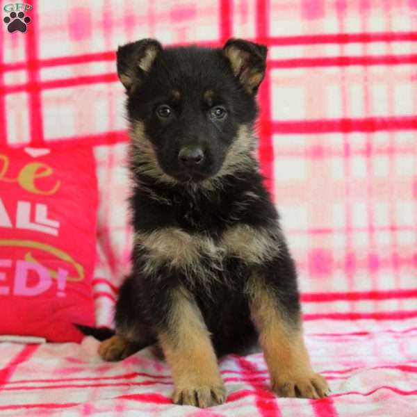 Asher, German Shepherd Puppy