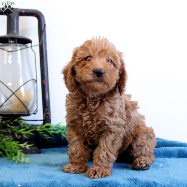 Asher, Mini Labradoodle Puppy