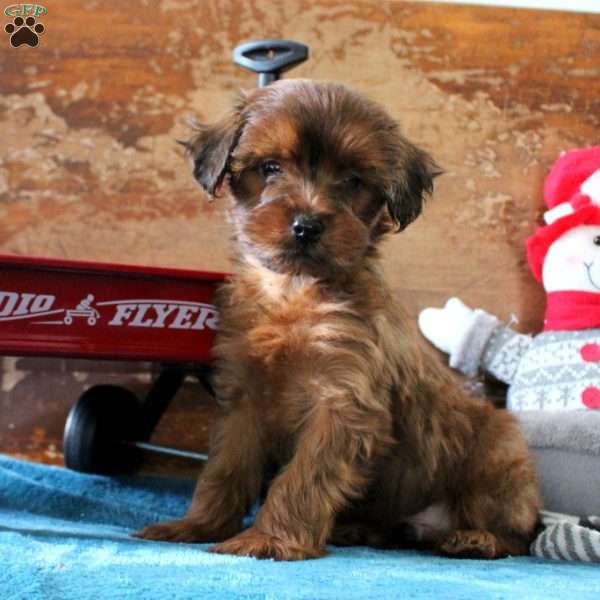 Asher, Yorkie Poo Puppy