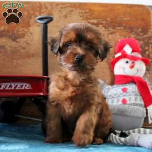 Asher, Yorkie Poo Puppy