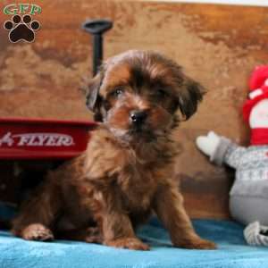 Asher, Yorkie Poo Puppy