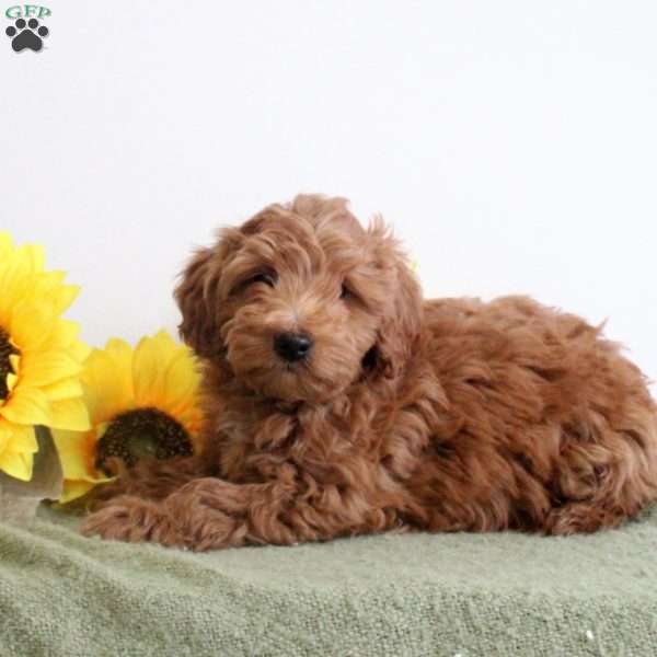 Ashlee, Mini Labradoodle Puppy