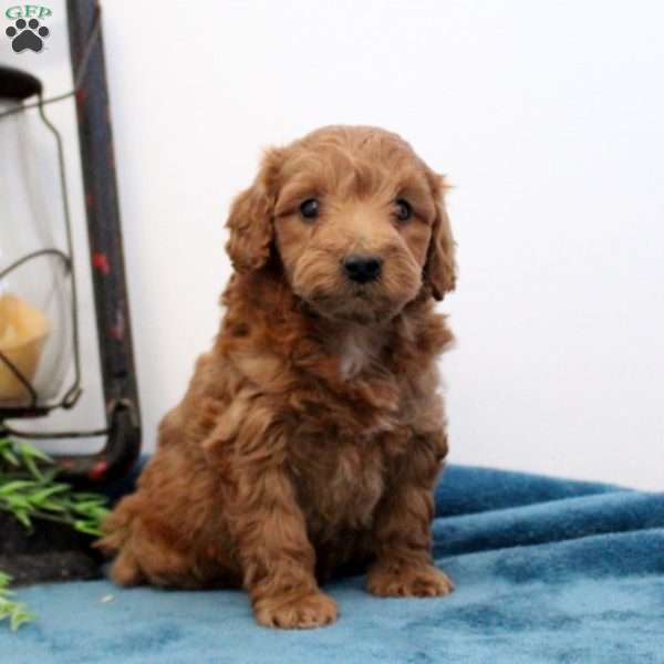 Ashlee, Mini Labradoodle Puppy