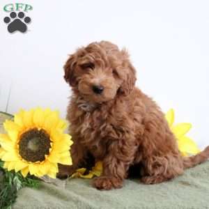 Ashlee, Mini Labradoodle Puppy