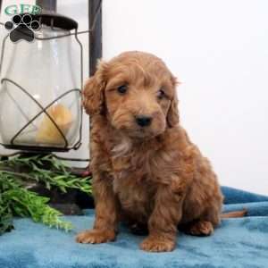 Ashlee, Mini Labradoodle Puppy