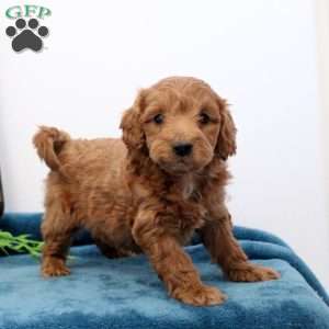 Ashlee, Mini Labradoodle Puppy