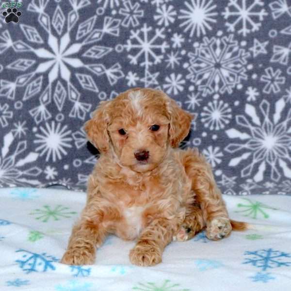 Ashley, Mini Goldendoodle Puppy