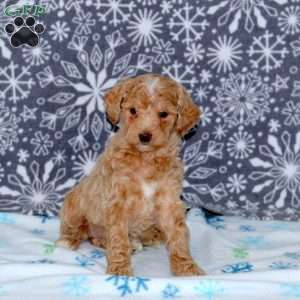 Ashley, Mini Goldendoodle Puppy