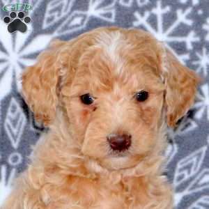 Ashley, Mini Goldendoodle Puppy