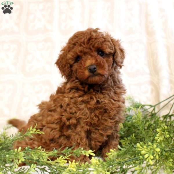 Ashley, Toy Poodle Puppy