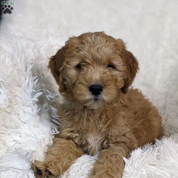 Ashton, Mini Goldendoodle Puppy