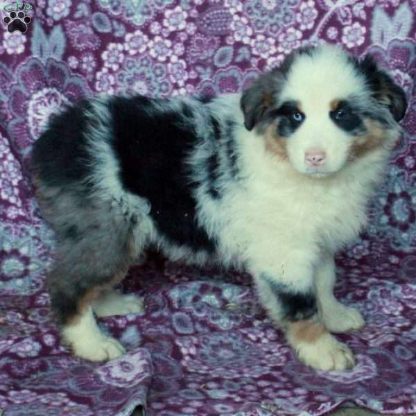 Athena, Australian Shepherd Puppy