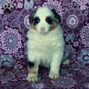 Athena, Australian Shepherd Puppy