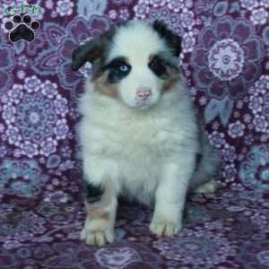 Athena, Australian Shepherd Puppy