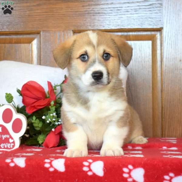 Atlas, Pembroke Welsh Corgi Puppy