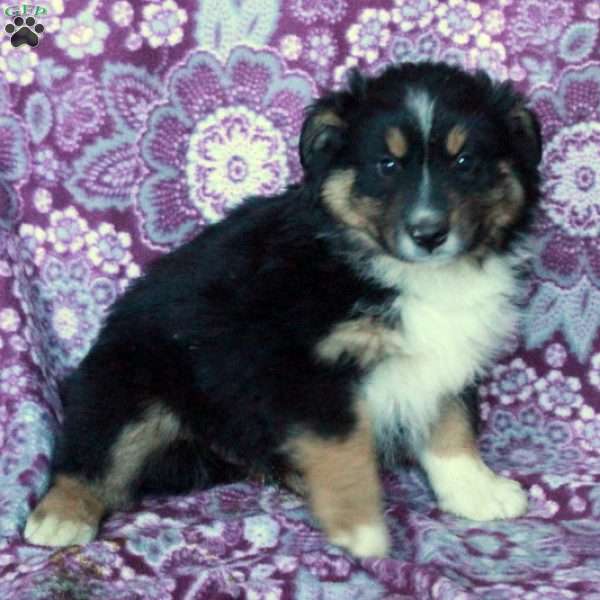 Atlas, Australian Shepherd Puppy