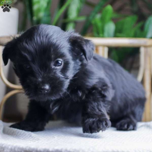 Atlas, Yorkie Poo Puppy