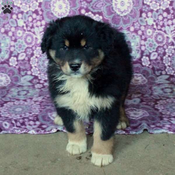 Atticus, Australian Shepherd Puppy