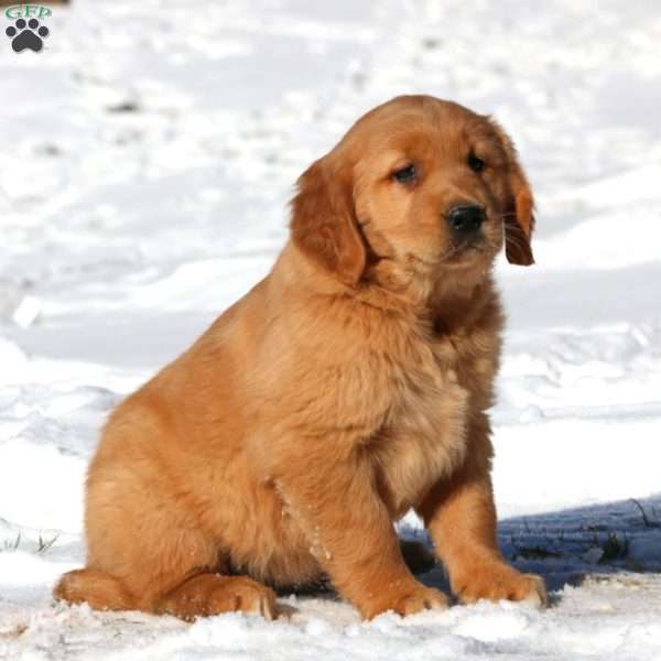 Audrey, Golden Retriever Puppy