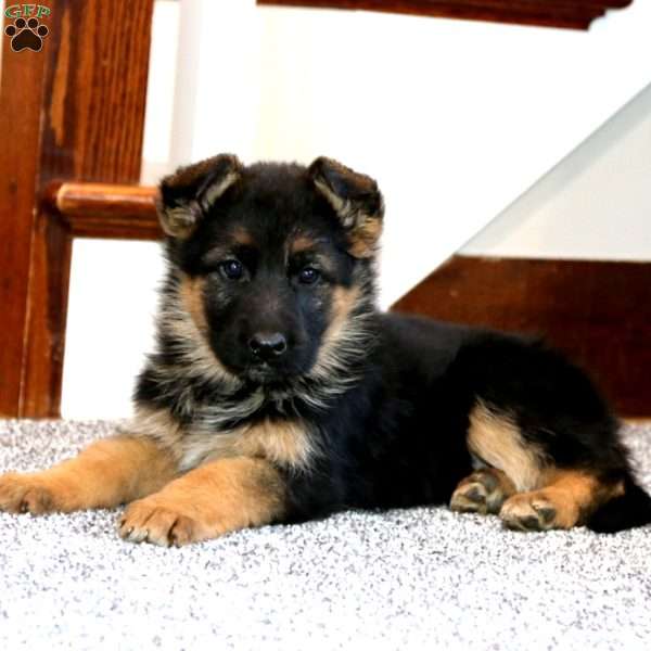 Audrey, German Shepherd Puppy