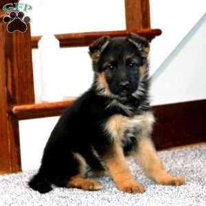 Audrey, German Shepherd Puppy