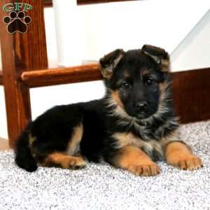 Audrey, German Shepherd Puppy