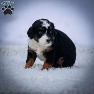 Aurora, Mini Bernedoodle Puppy