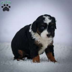 Aurora, Mini Bernedoodle Puppy