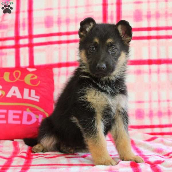 Aurora, German Shepherd Puppy