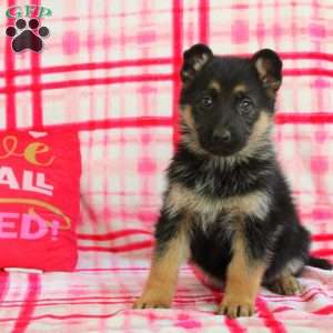 Aurora, German Shepherd Puppy