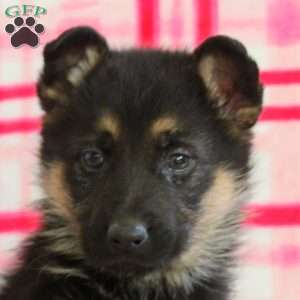 Aurora, German Shepherd Puppy