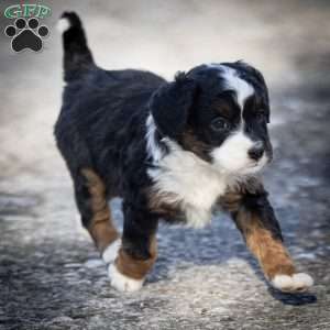 Aurora, Mini Bernedoodle Puppy