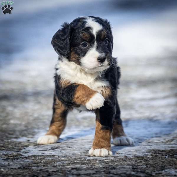 Aurora, Mini Bernedoodle Puppy