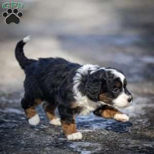 Aurora, Mini Bernedoodle Puppy