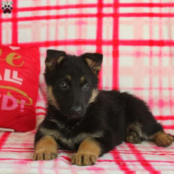 Austin, German Shepherd Puppy