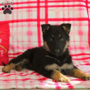 Austin, German Shepherd Puppy