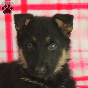 Austin, German Shepherd Puppy