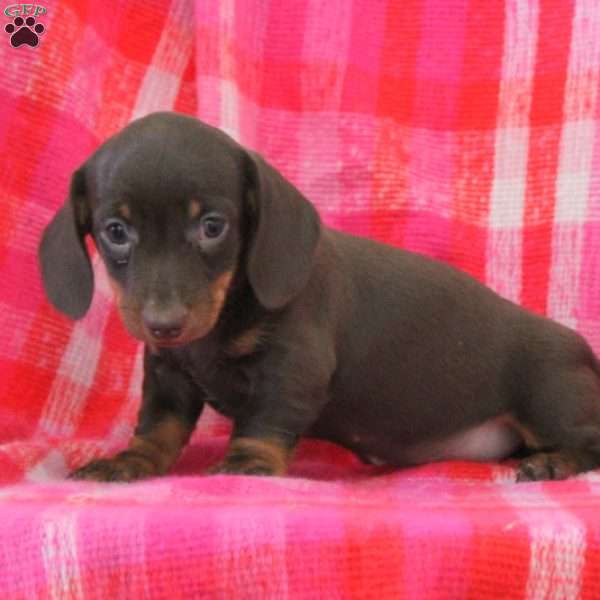 Ava-Miniature, Dachshund Puppy