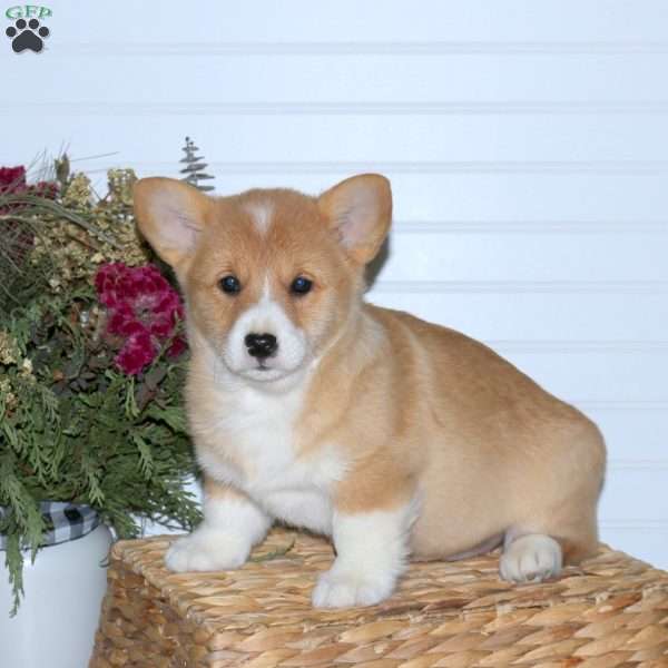 Ava, Pembroke Welsh Corgi Puppy