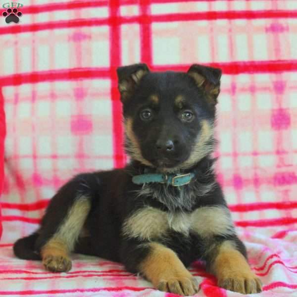 Ava, German Shepherd Puppy