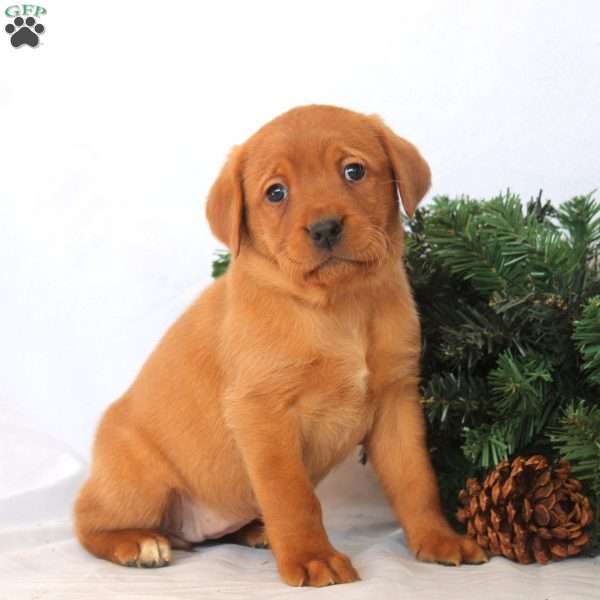 Ava, Fox Red Labrador Retriever Puppy