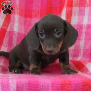 Ava-Miniature, Dachshund Puppy