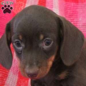 Ava-Miniature, Dachshund Puppy