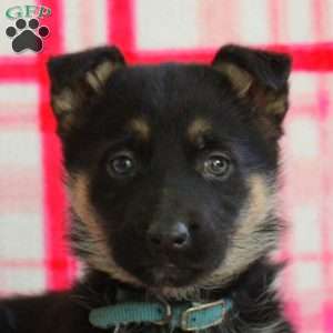 Ava, German Shepherd Puppy