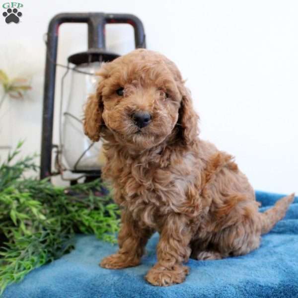 Ava, Mini Labradoodle Puppy