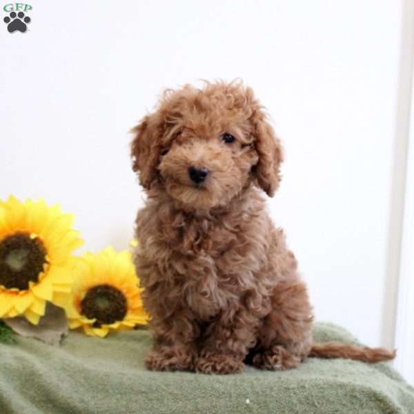 Ava, Mini Labradoodle Puppy