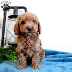 Ava, Mini Labradoodle Puppy